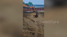 Playful pup hitches a ride in excavator bucket