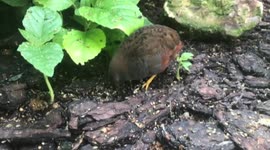 Watch This Adorable Baby Quail Discover the Wonders of Nature