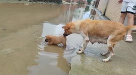 Mother dog pulls puppy out of water in Guangdong, China