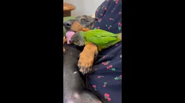 Bird pecks tongue of sleeping dachshund in Shaanxi, China
