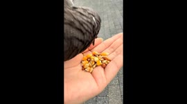 Pigeon with poor eyesight struggles to eat in Hubei, China