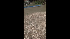 A Large Flock of Ducks Panic in the River, Unable to Be Herded