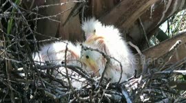 Witness the Miracle: Newborn Birds Experience the World for the First Time