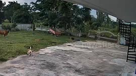 Farmer attacked by cow in heat outside his home