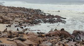 A sea of seals - Cape fur seals at Cape Cross in Namibia - the only resident seal in Namibia.
