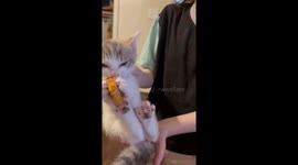 Cute Kitten Eating Chicken Nugget