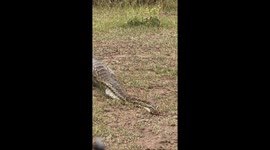 Female Impala Swallowed by African Rock Python