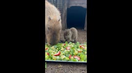 Baby Capy Enjoying Breakfast