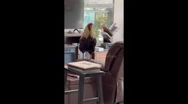 Grieving Rooster Looks for Grandma