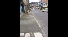 Barking Dog Spins For Passing Motorist