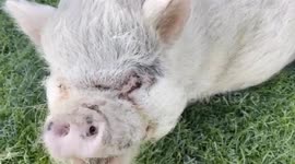 Press Pig For Oinks