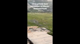 Grizzly Bear And Cubs Encounter In Glacier National Park