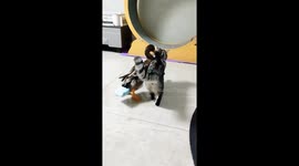 Cat Battles Duck