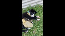 Border Collie Puppy cuddles his gosling friends in a heartwarming and unexpected friendship