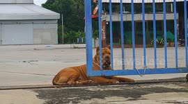 Baby mauled to death by hell hound pet pit bull in Thailand