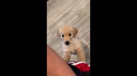 Golden Retriever Puppy Begging for Food Gets Mad