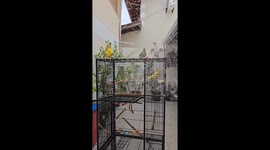 Parakeets Delight In Hose Bath
