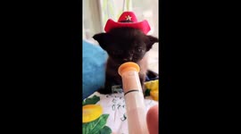 Feeding a Kitty in a Cowboy Hat