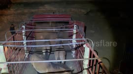 China: 28 Przewalski's horses released into wild in Gansu