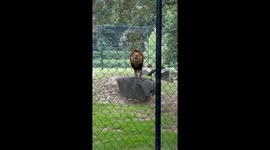 Lion Loudly Roars at Zoo Crowd
