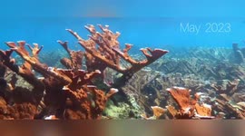 US: Rising Temperatures Could Turn Vibrant Coral Reefs Into Eroding Wastelands