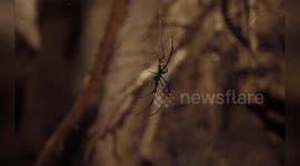 Switzerland: Cooler Nights Bring More Spiders Into Homes