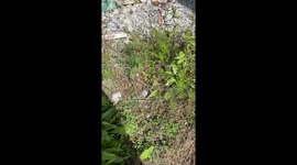 Mysterious Green Creature Found Today