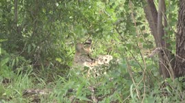 Serval (Leptailurus serval)  in Kruger Park lying quietly under a Mopane shrub