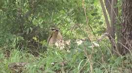 Serval (Leptailurus serval) in Kruger Park lying quietly a Mopane shrub – flicking its tail