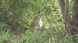 Serval (Leptailurus serval) in Kruger Park sitting up under a Mopane shrub