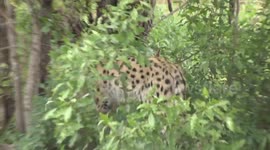 Serval (Leptailurus serval) in Kruger Park scratching on the bark of a Mopane tree