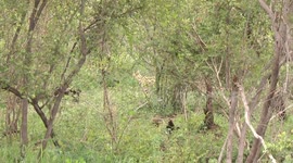 Serval (Leptailurus serval) in Kruger Park moving cautiously through the bush