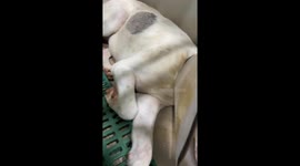Stray dog recovering from horror acid attack that burned off his whole face