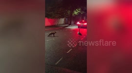 Fox and goose in tense standoff on London street