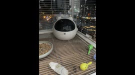 Bird smartly closes its igloo in Guangxi, China