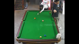 Cat chases billiard balls on pool table in Heilongjiang, China