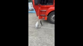 Two cats climb into truck in Henan, China