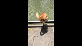 Labrador shows off swimming skills in Zhejiang, China