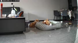 Corgi gives up bed for smaller dog in Henan, China