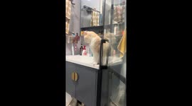 Cat startled in bathroom prank in Zhejiang, China