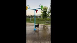Dog enjoys splash pad buckets in Thorold, Ontario, Canada