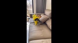 Pikachu-patterned cat playfully taps another cat in Shanxi, China
