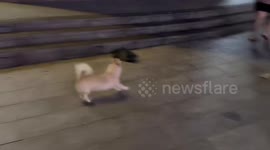 Dog imitates injured dog walk in Guangdong, China