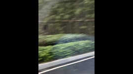 Deer charges glass door and bounces back in Anhui, China