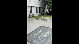 Energetic dog slips on floor and bumps tin can in Henan, China