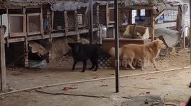 Adorable dogs show mismatched ears in Jiangsu, China