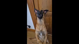 Belgian malinois eats large steak in seconds in Scotland, UK