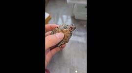 Little turtle stuck with jaw on its shell in Shaanxi, China
