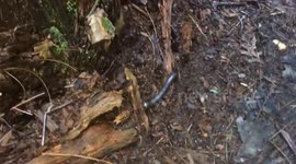 Millipede Adventure: Witnessing Nature's Tiny Locomotive in Action