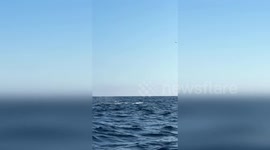 Giant sperm whales amaze tourists on boat on Newport Beach